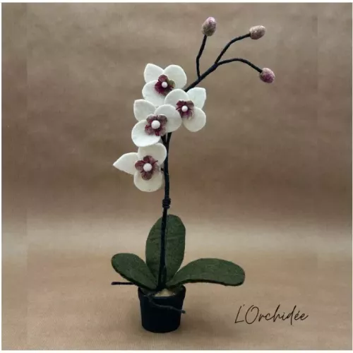 ORCHIDÉE