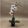 ORCHIDÉE AVEC POT