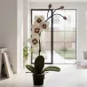 ORCHIDÉE AVEC POT