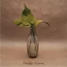 FEUILLE D'ARUM