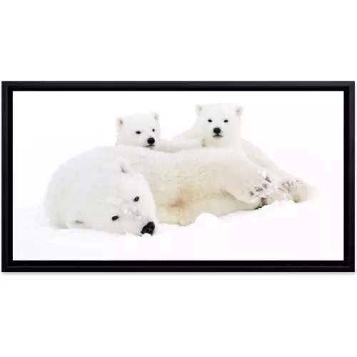 TABLEAU SUR CHROMALUXE 3 OURS ENCADRÉ 60X90 CM