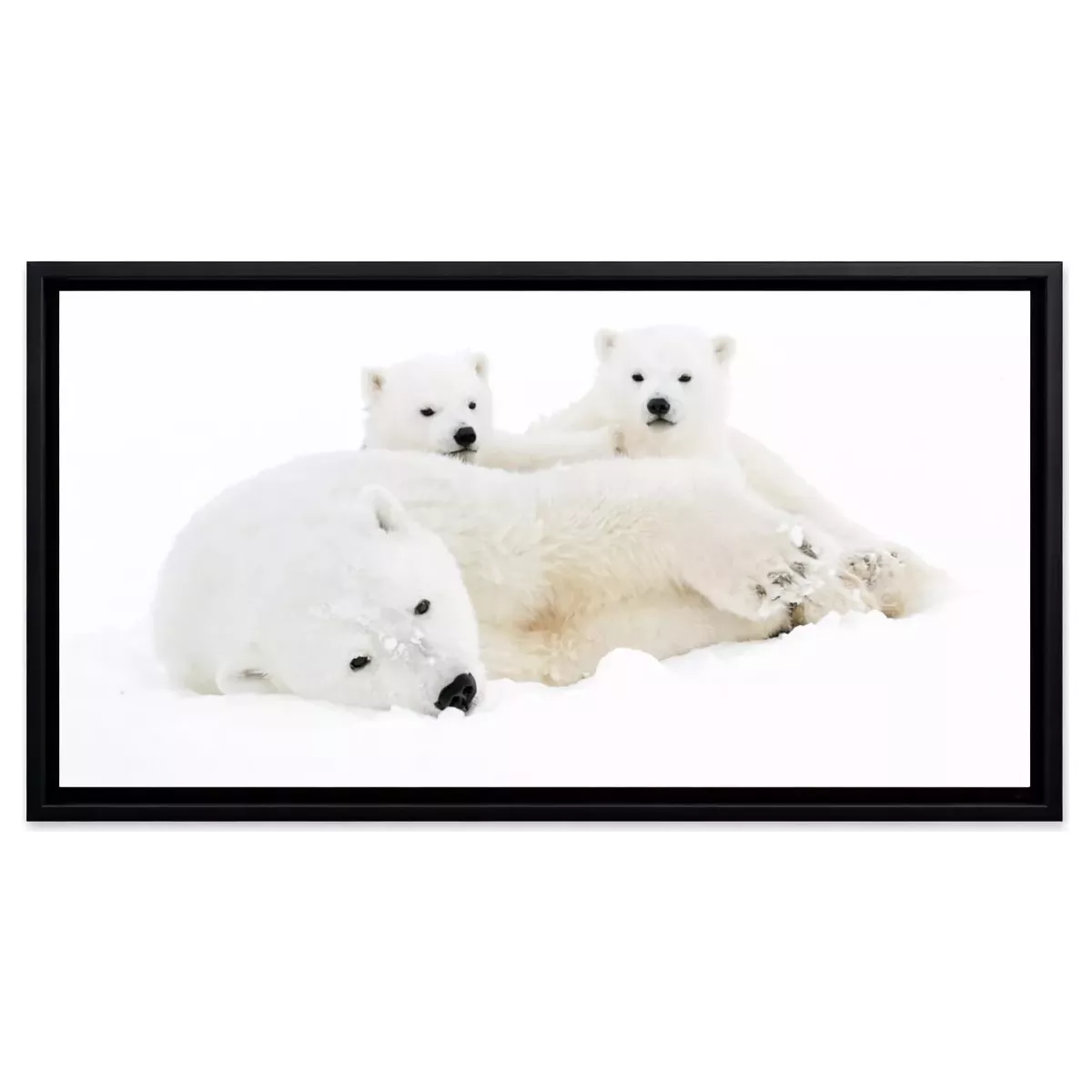 TABLEAU 3 OURS CHROMALUX ENCADRE 60X90 CM