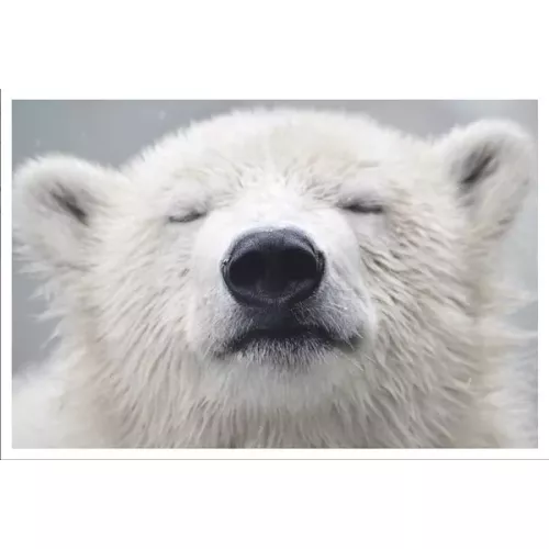 TABLEAU SUR CHROMALUXE TÊTE OURS 90X60 CM