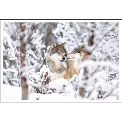 TABLEAU SUR DIBOND LOUP 50X75 CM