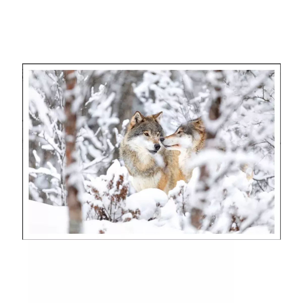 TABLEAU DIBOND LOUP 50X75 CM