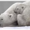 TOILE OURS POLAIRE 150X100 CM