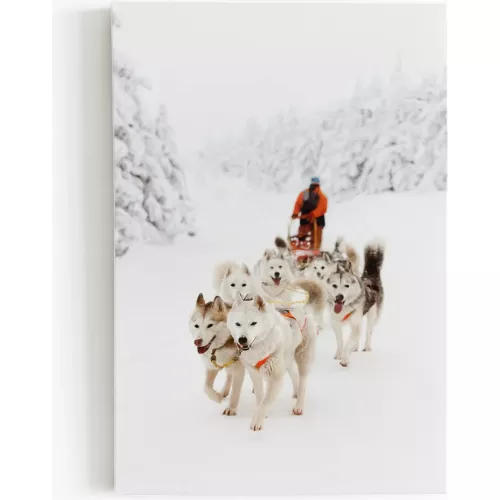 TABLEAU CHROMALUXE CHIENS DE TRAINEAU 60X90 CM