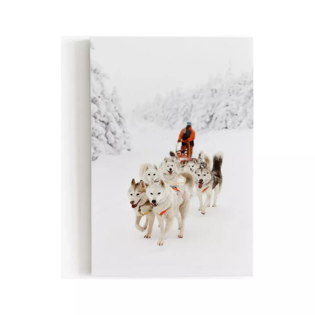 TABLEAU CHROMALUXE CHIENS DE TRAINEAU 60X90 CM